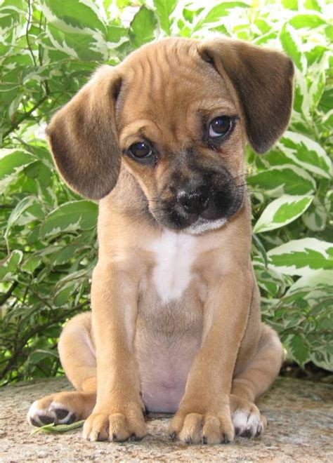 Beagle Pug Mix Puppies