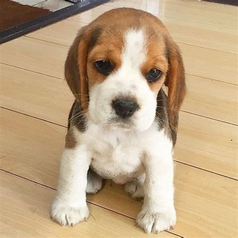 Beagle breeders near me. Things To Know About Beagle breeders near me. 