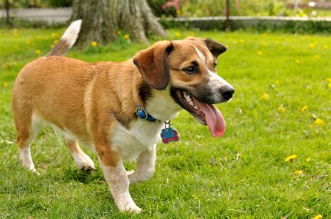 Beagle corgi mix. A Beagle-Corgi mix has a slender body with long legs. He typically weighs between 9 and 11 kg and has a shoulder height of 38 to 41 cm. Its coat is short and dense, with a variety of colors including black, brown, tan and white. 