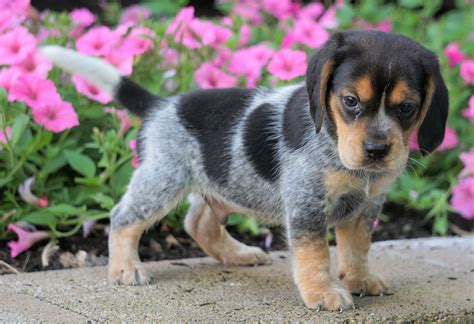 Beagle dog for sale near me. Things To Know About Beagle dog for sale near me. 