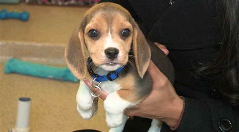 Beagle dogs for adoption near me. Things To Know About Beagle dogs for adoption near me. 