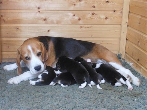 Beagle kennel