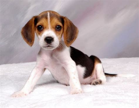 Beagle puppies! Puppy Up For Adoption