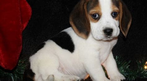 Prices for Beagle puppies for sale in Portsmouth, 