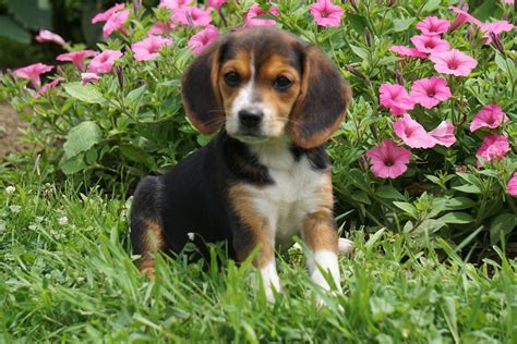 Beagle Puppies for sale under $200 Beagle Puppies for sale under $300 Beagle Puppies for sale under $500. All Around Hound Dog: Beagle Puppies for Sale. Nothing is more tempting to a dog lover than a litter of Beagle puppies for sale. Beagles seem to have the innate ability to fit into any kind of family life.