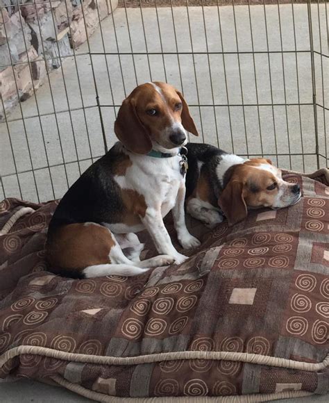 Beagle rescue colorado. Colorado Beagle Rescue, Inc. (CBR) is a 501 (c) (3) nonprofit, tax-exempt organization operated 100% by volunteers who are dedicated to preserving the welfare of the Beagle … 