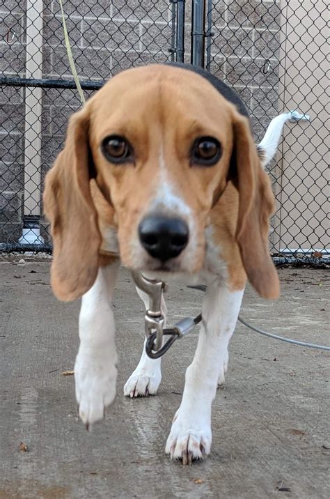Beagle rescue indiana. 18 of 18. . 1. 2. . Click on a number to view those needing rescue in that state. "Click here to view Beagle Dogs in Virginia for adoption. Individuals & rescue groups can post animals free." - ♥ RESCUE ME! ♥ ۬. 