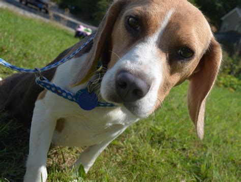 ~ Saving Beagles since 2001 ~ info@beaglemaryland.org. P.O. Box 983