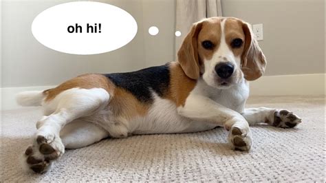 Beagle review. Things To Know About Beagle review. 