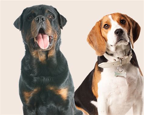 Beagle rottweiler mix. Things To Know About Beagle rottweiler mix. 