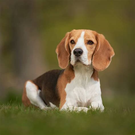 All you need to do is maintain a diet with high-quality food. Generally, a growing beagle puppy needs around 55 calories per pound (of his body weight). Adult beagles need approximately 45 calories per pound. Metabolism lowers down as the pooch ages, so a senior beagle requires around 42 calories per pound.Web. 