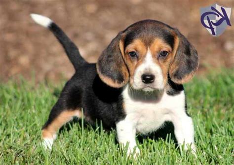 Beagles for sale craigslist. Things To Know About Beagles for sale craigslist. 
