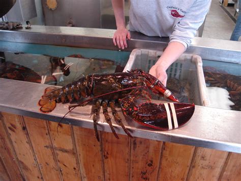 Beals lobster. Things To Know About Beals lobster. 