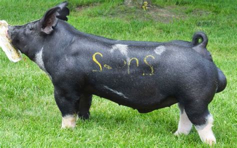 Beaman show pigs. Things To Know About Beaman show pigs. 