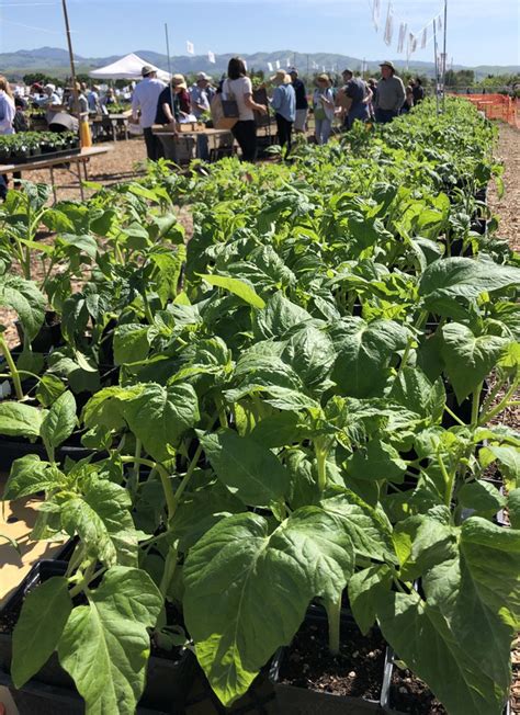 Beans - UC Master Gardeners of Santa Clara County - ucanr.edu