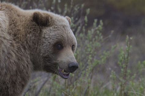 Bear Attacks Moose [VIDEO] - Roaring Earth