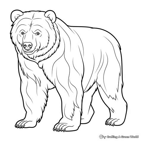 Bear Coloring Shee