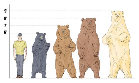 Bear Size Comparison Chart