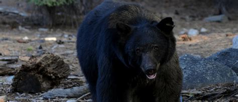 Bear attacks, injures shepherd in wilderness area northeast of Durango