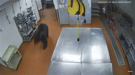 Bear attacks security guard in kitchen of Colorado hotel