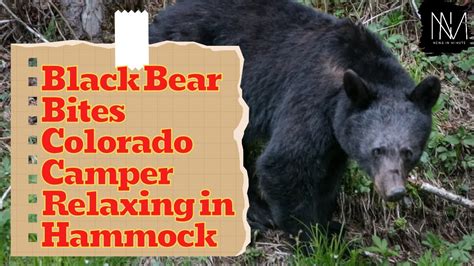 Bear bites camper relaxing in hammock in Colorado, officials say