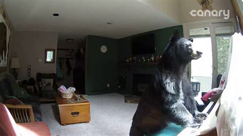Bear breaks into Colorado home Tuesday, comes back Wednesday