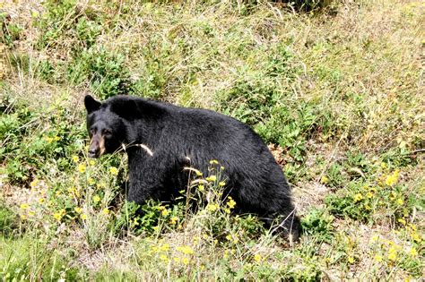 Bear bursts into Colorado home, 82-year-old woman injured