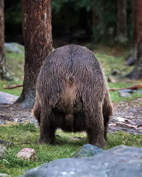 Bear butt. Welcome to /r/musclebears! This subreddit collects and displays pictures of men who resemble a hairy muscled body. While we currently accept all hairy muscled pictures, a "bear" is traditionally someone who is larger in size who still has a noticeable muscle stature. You must be 18 years of age or older to view or post to this page. Rules: 1) … 