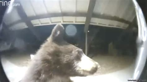 Bear caught on camera ringing doorbell in California