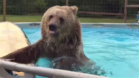 Bear cools off in a California pool during heat wave