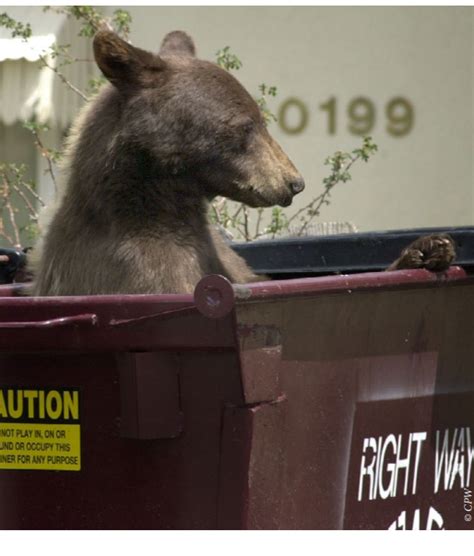 Bear cub electrocuted after getting startled out of trash bin