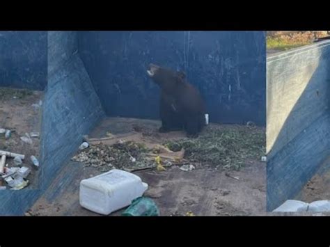 Bear cub rescued from dumpster in Douglas County
