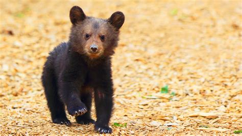 Bear cubs. Things To Know About Bear cubs. 