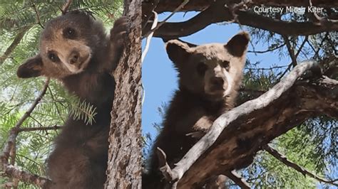 Bear cubs rescued after momma found dead on San Bernardino County property