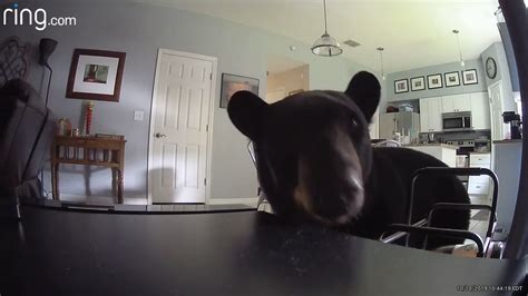 Bear gets inside home and 'hangs out'