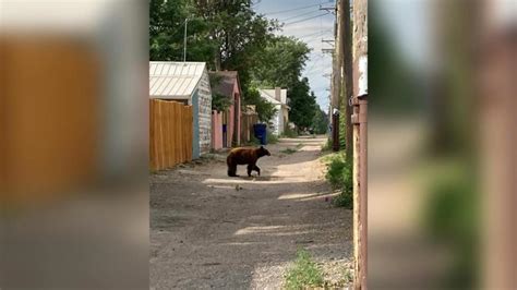 Bear goes for a stroll in Pueblo