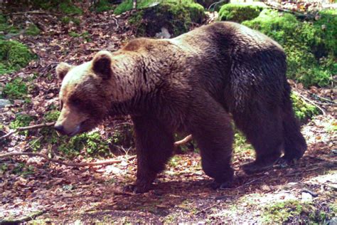 Bear kills man in Slovakia forest in what could be first fatal attack ...