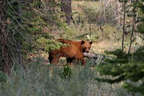 Bear population surge leading to more human encounters in California