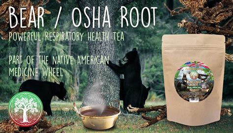 Bear root tea. Things To Know About Bear root tea. 