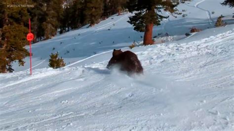 Bear runs across crowded ski slope at Lake Tahoe (video)