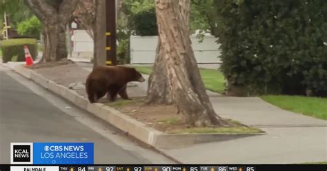 Bear seen on video roaming Sierra Madre neighborhood