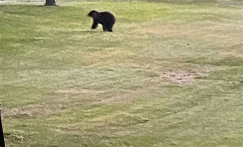 Bear sighting confirmed in Randolph County, Illinois