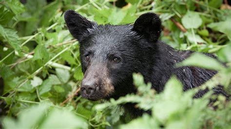 Bear sighting in Ashburn, Virginia neighborhood wusa9.com