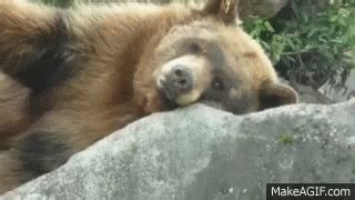 Bear sleep gif. Explore and share the best Sleeping-bear GIFs and most popular animated GIFs here on GIPHY. Find Funny GIFs, Cute GIFs, Reaction GIFs and more. 