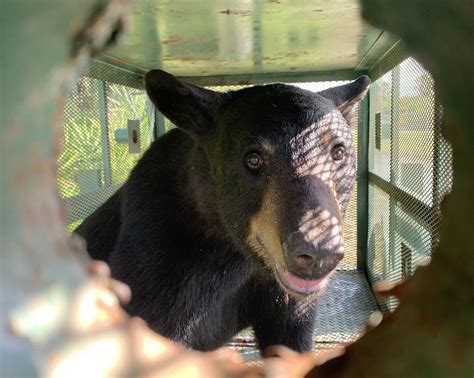 Bear spotted at Tampa airport safely captured and relocated