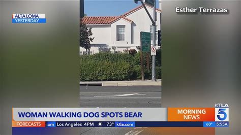 Bear spotted cruising along wall in Rancho Cucamonga neighborhood