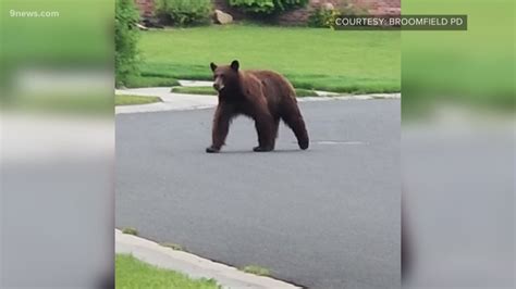 Bear spotted in Broomfield