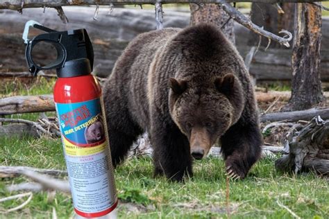 Bear spraying. Things To Know About Bear spraying. 