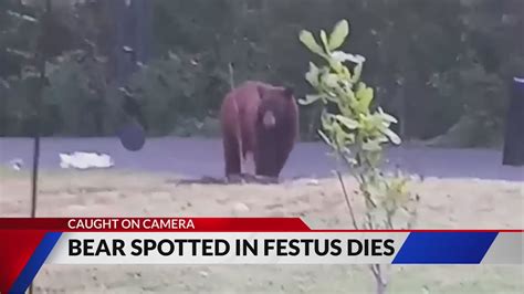 Bear struck and killed on I-55 NB hours after black bear sighting