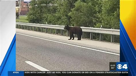 Bear struck and killed on I-55 near Festus